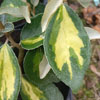 Elaeagnus x ebbingei 'Limelight'